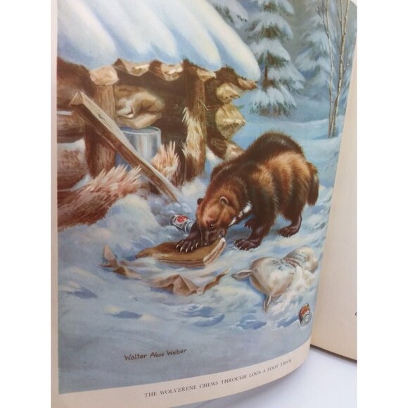 1934 Homes and Habits of Wild Animals Walter Weber Illustrations Children's Book - Picture 6 of 16